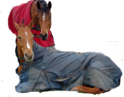 horses in blankets